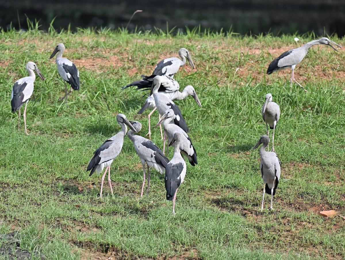 Asian Openbill - ML641846370