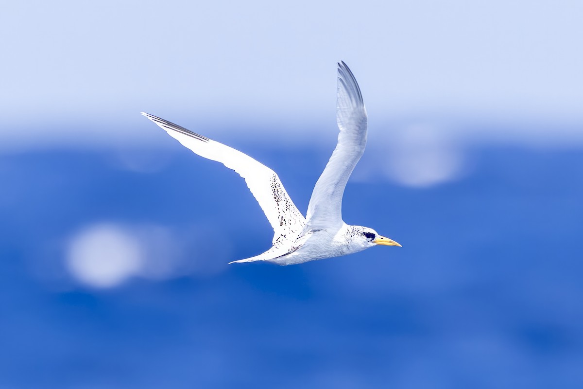 White-tailed Tropicbird - ML641846373