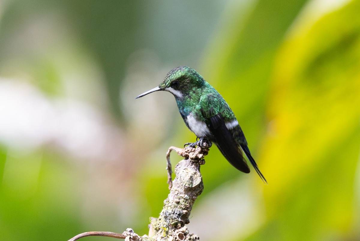 Green Thorntail - ML641846380