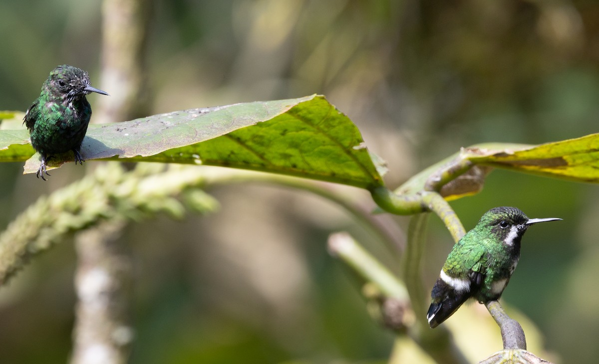 Green Thorntail - ML641846381