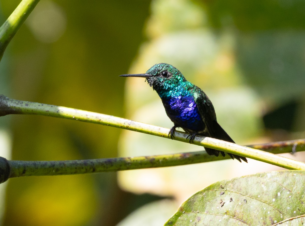 Violet-bellied Hummingbird - ML641846388