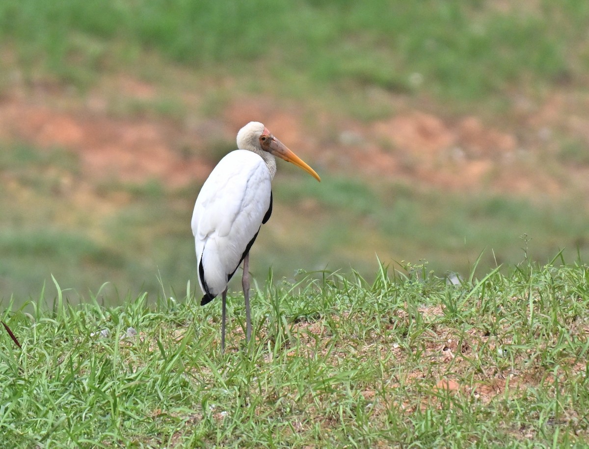 malaystork - ML641846390