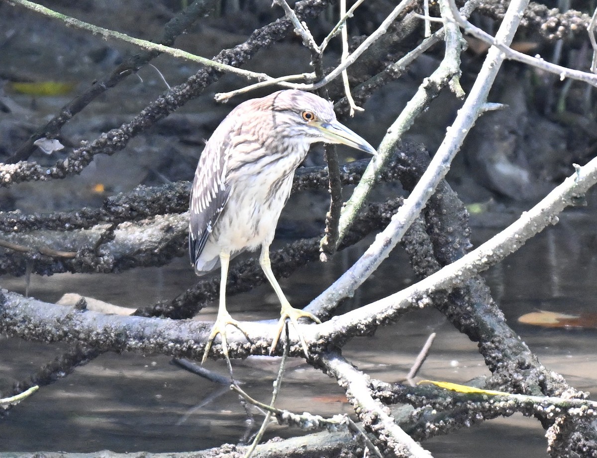 Black-crowned Night Heron - ML641846402