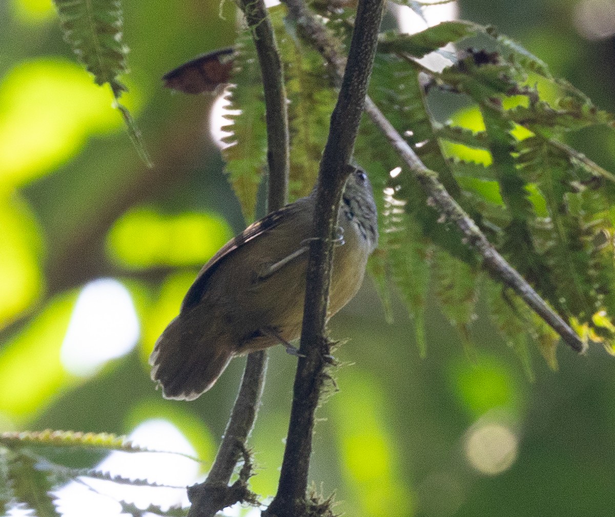 Checker-throated Stipplethroat - ML641846415