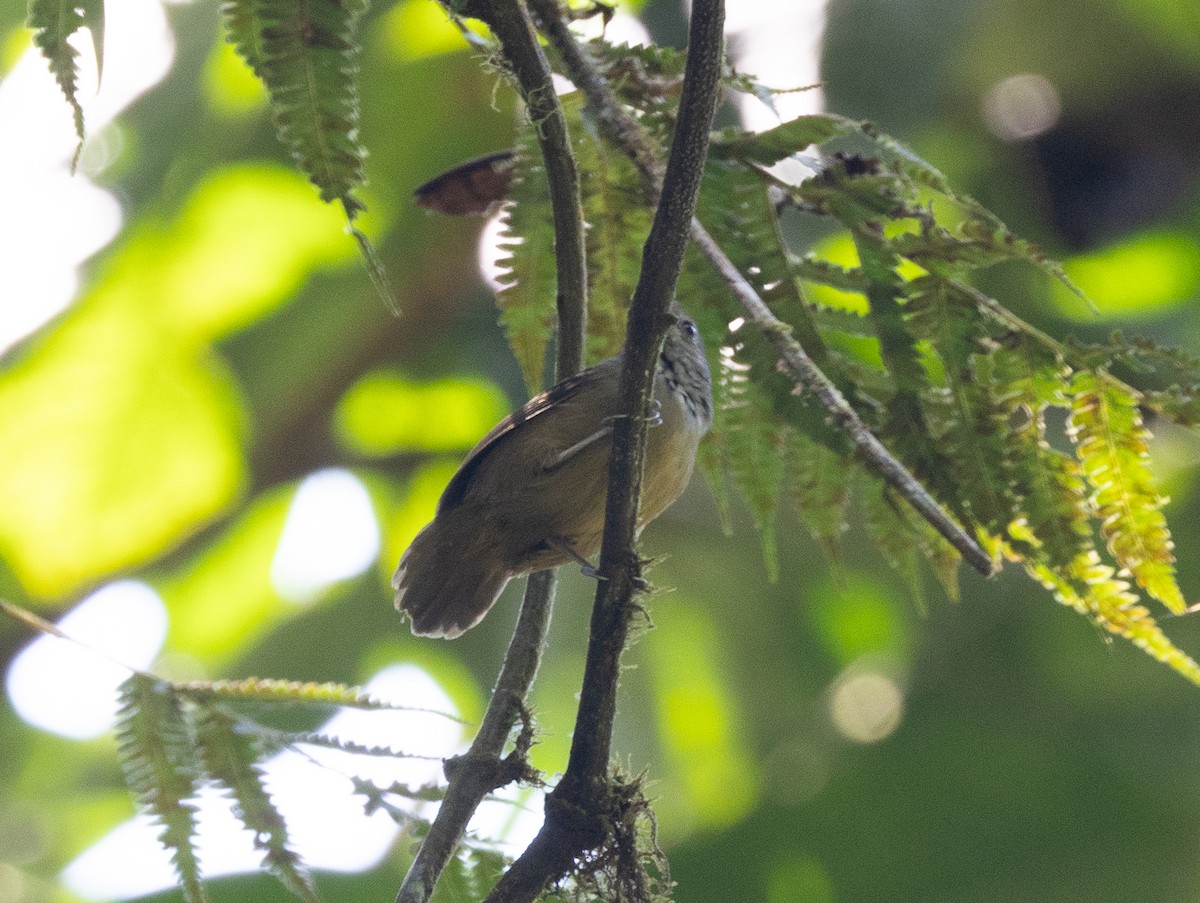 Checker-throated Stipplethroat - ML641846416
