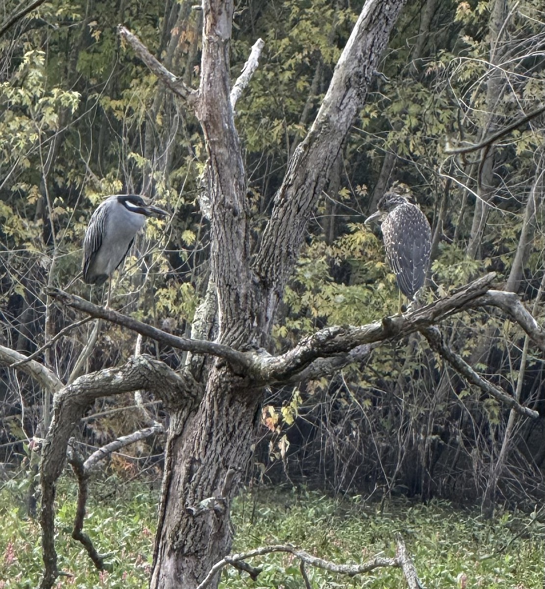 Yellow-crowned Night Heron - ML641846419