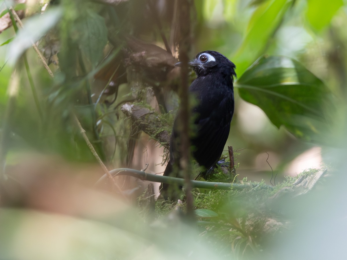 Zeledon's Antbird (Choco) - ML641846428