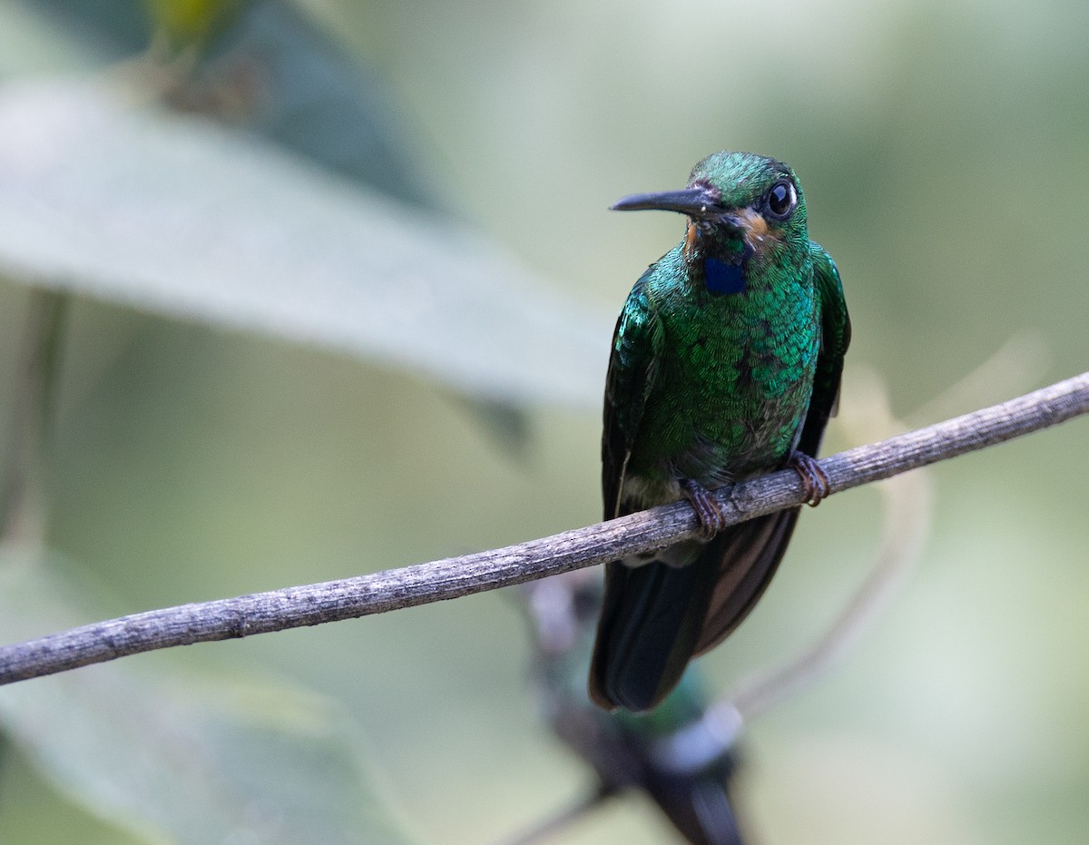 Green-crowned Brilliant - ML641846464