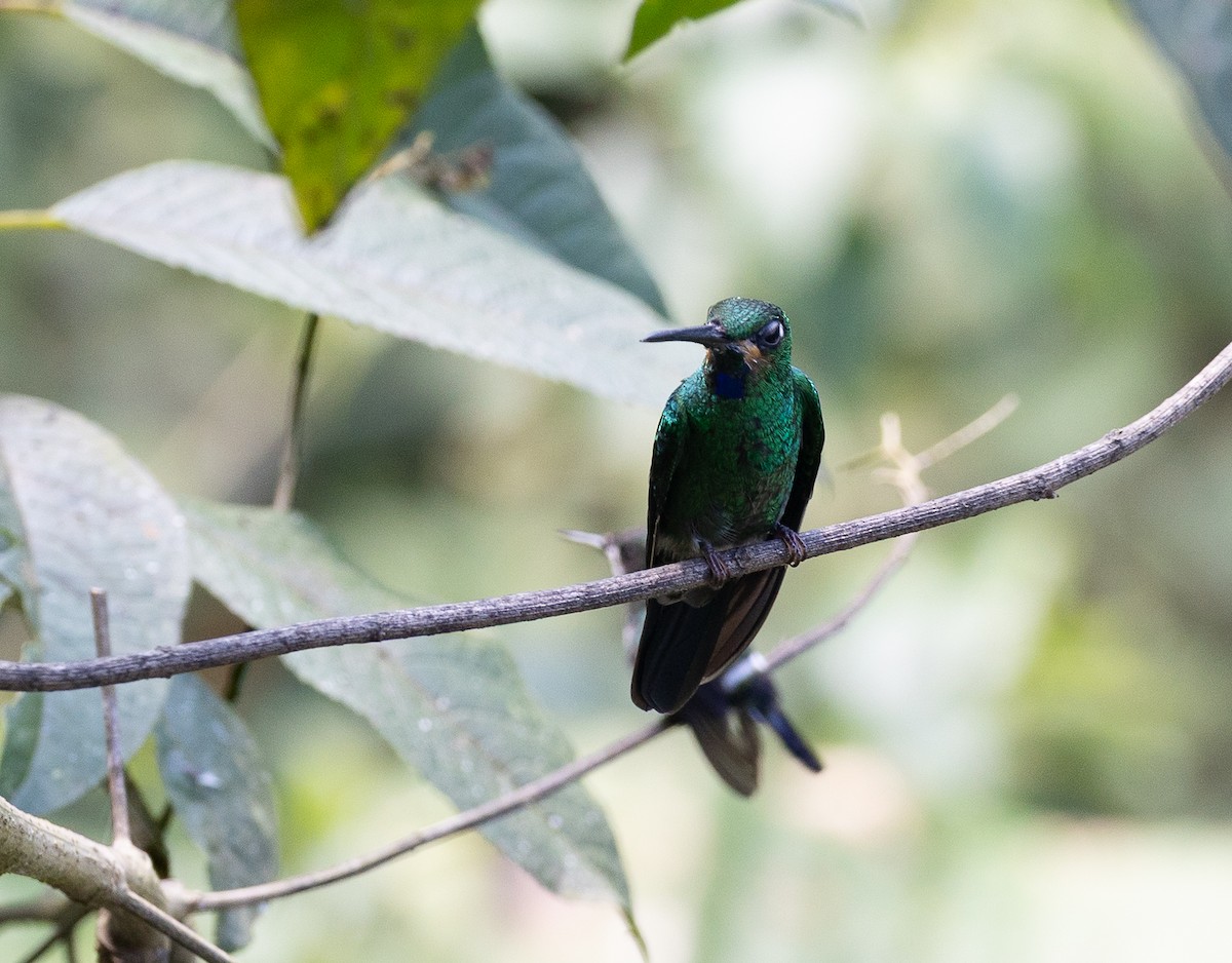 Green-crowned Brilliant - ML641846465