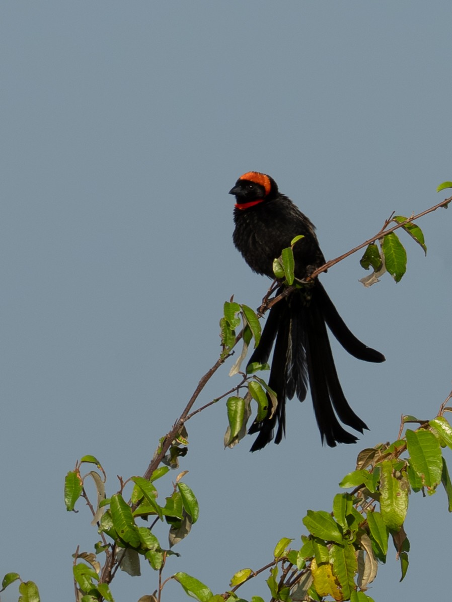 Red-cowled Widowbird - ML641846487