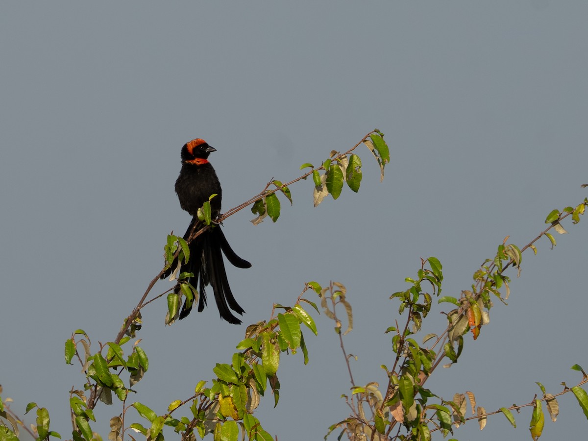 Red-cowled Widowbird - ML641846489