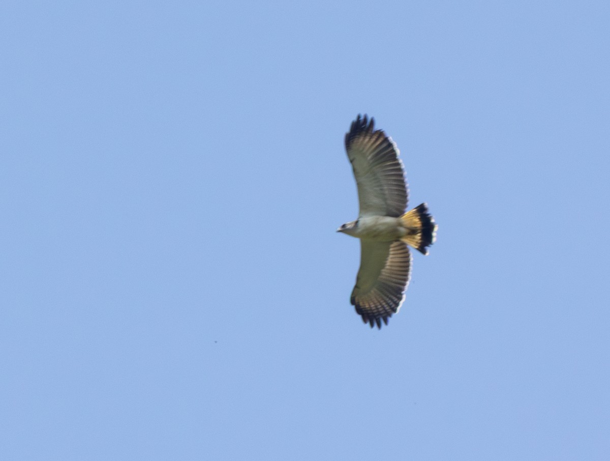 Gray-backed Hawk - ML641846494
