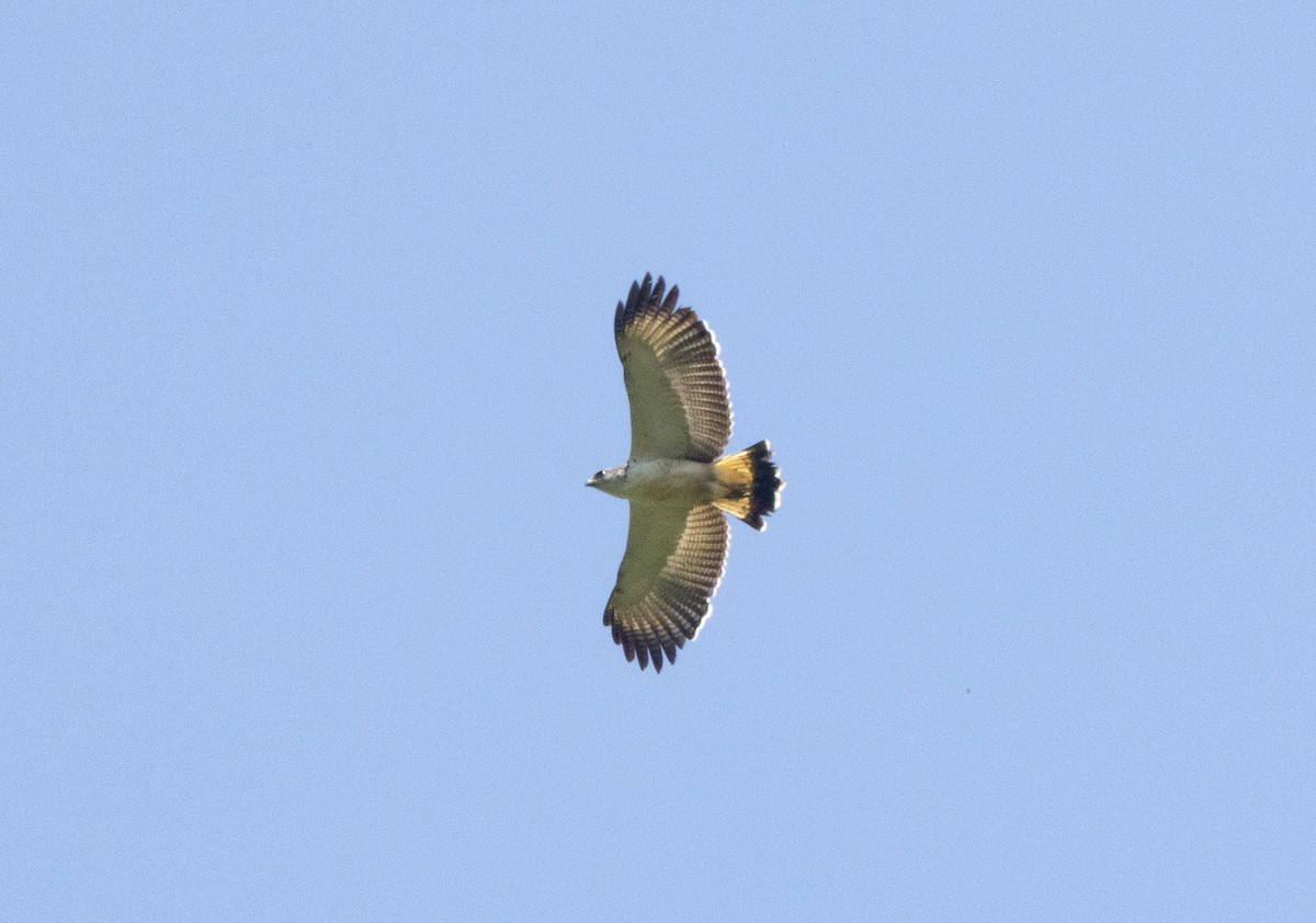 Gray-backed Hawk - ML641846495