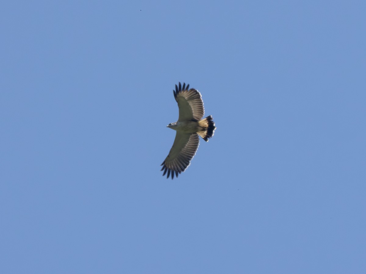 Gray-backed Hawk - ML641846496