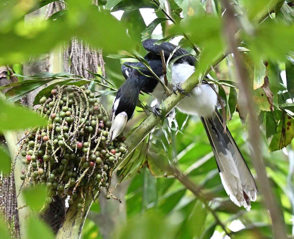 Oriental Pied-Hornbill - ML641846508