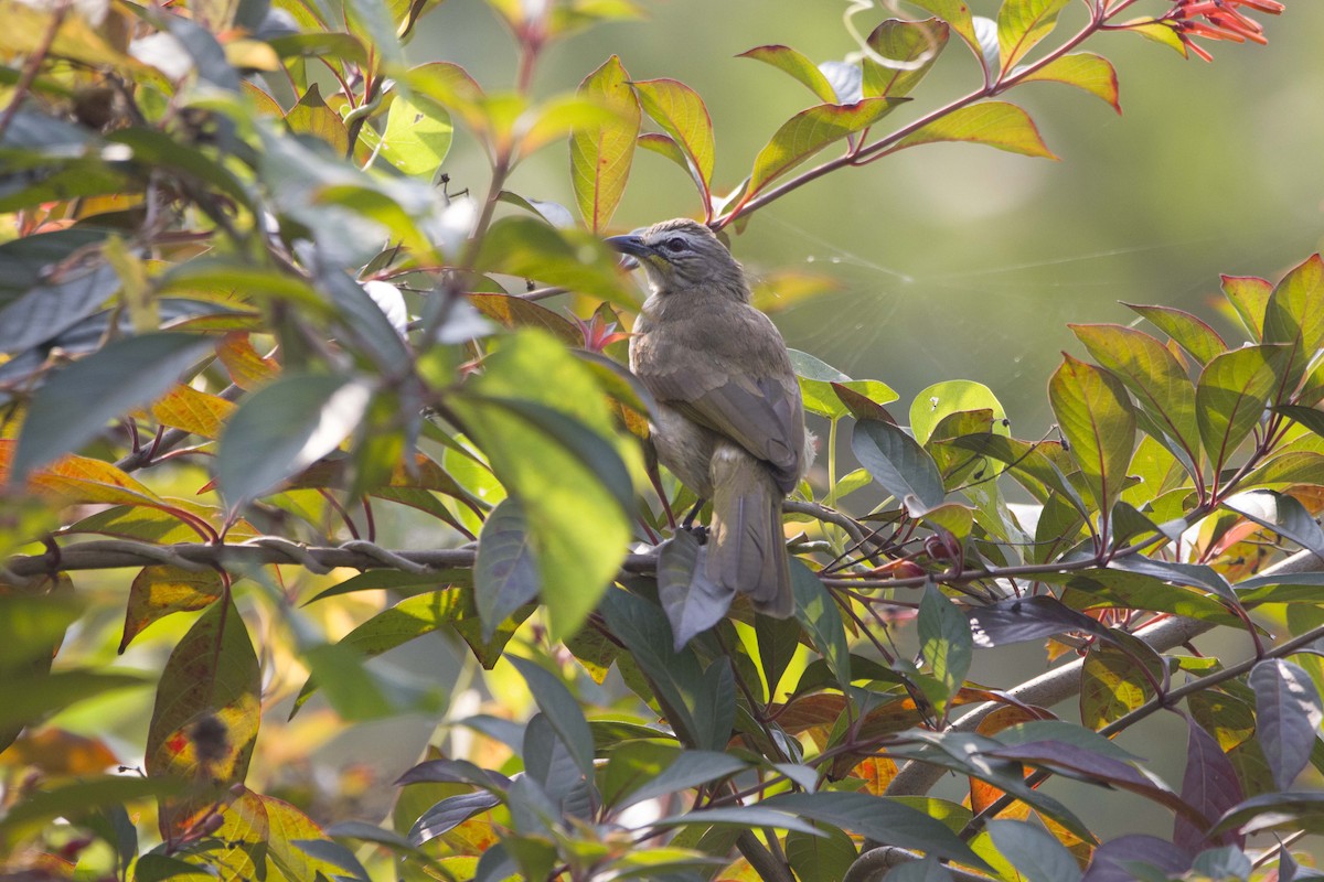 White-browed Bulbul - ML641846527