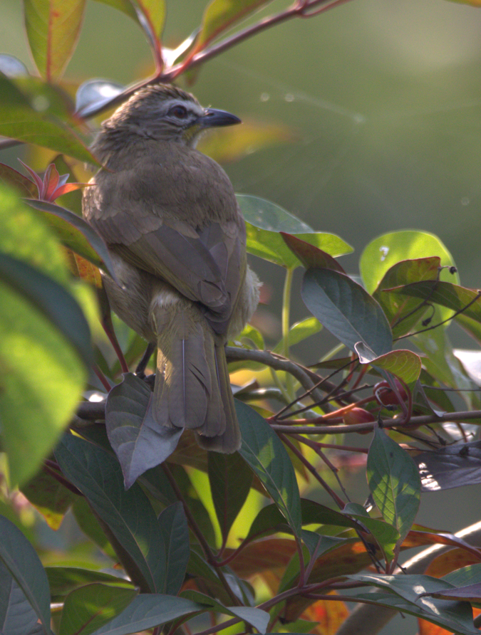 White-browed Bulbul - ML641846531