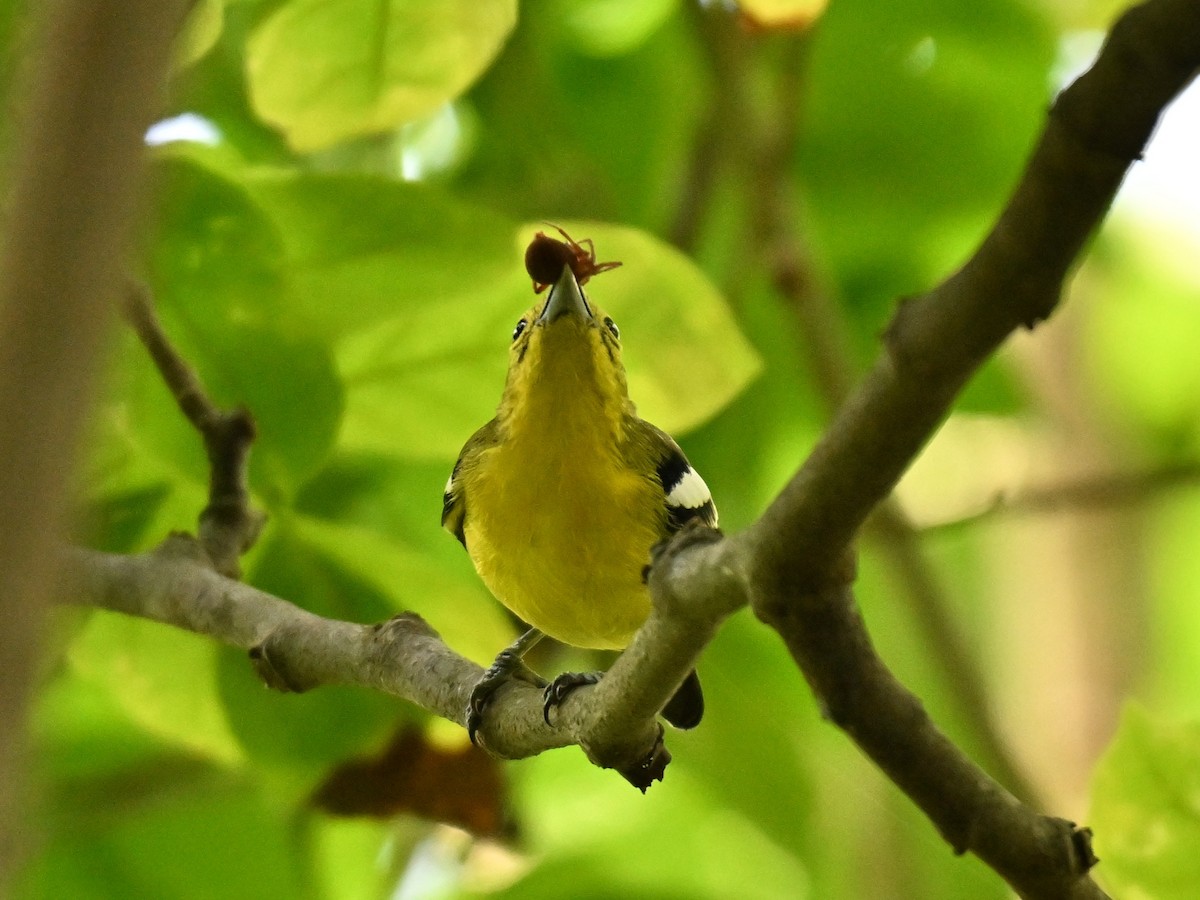 Common Iora - ML641846541