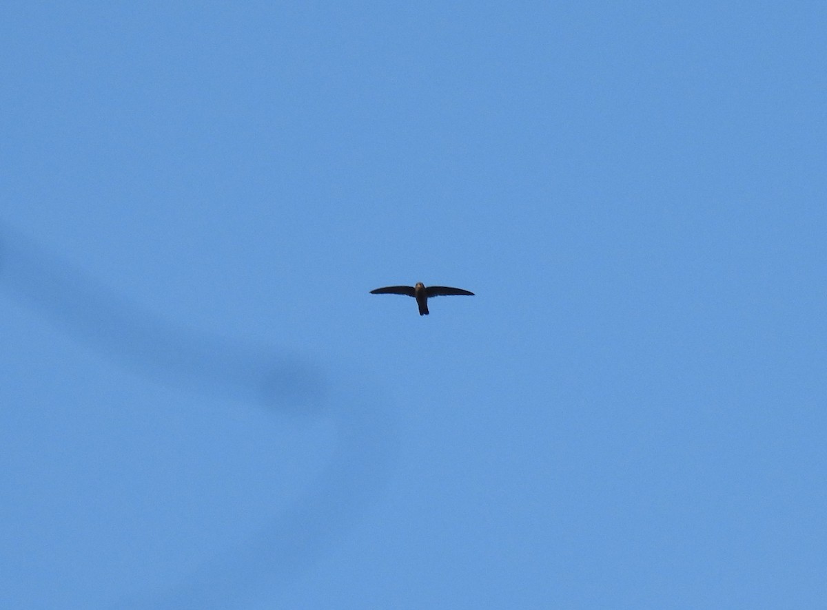 Indian Swiftlet - ML641846549