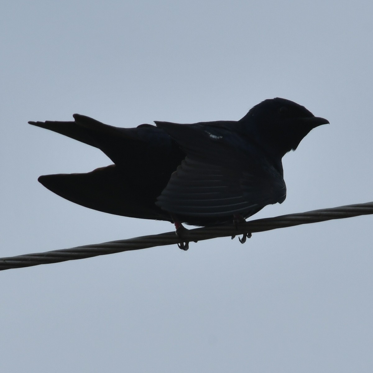 Southern Martin - ML641846550