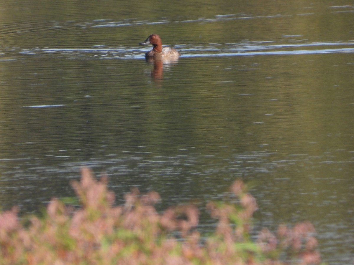 Common Pochard - ML641846551