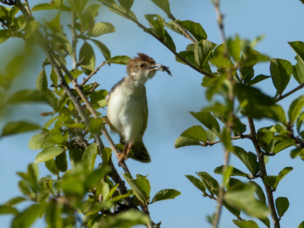 Rattling Cisticola - ML641846553
