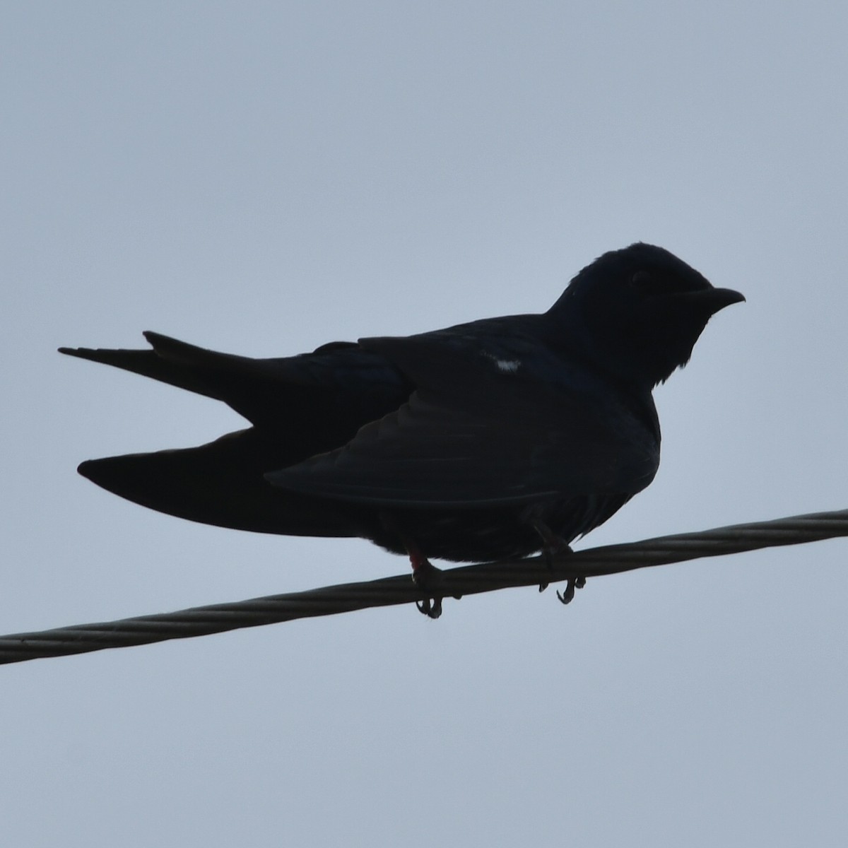 Southern Martin - ML641846554