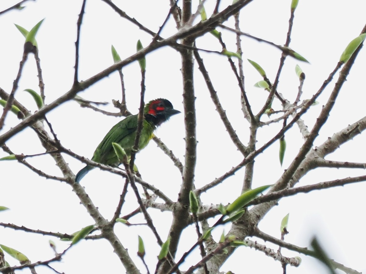 Black-eared Barbet - ML641846568