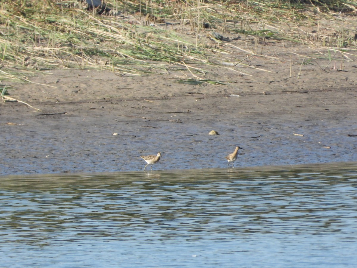 Ruff - ML641846572