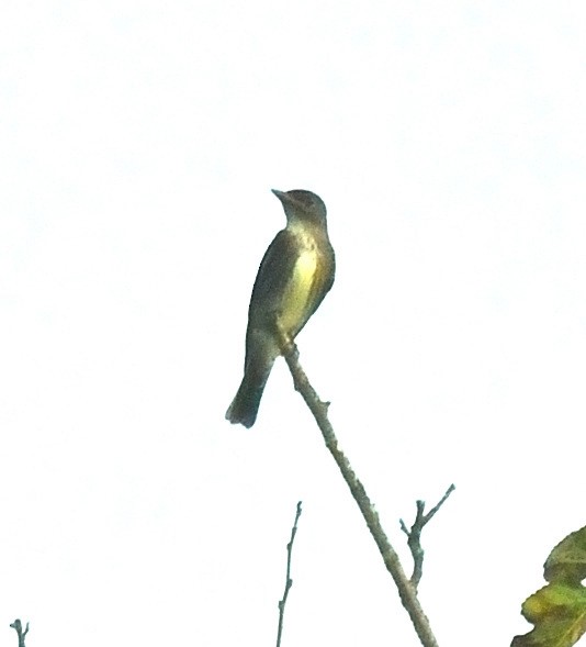 Olive-sided Flycatcher - ML641846585