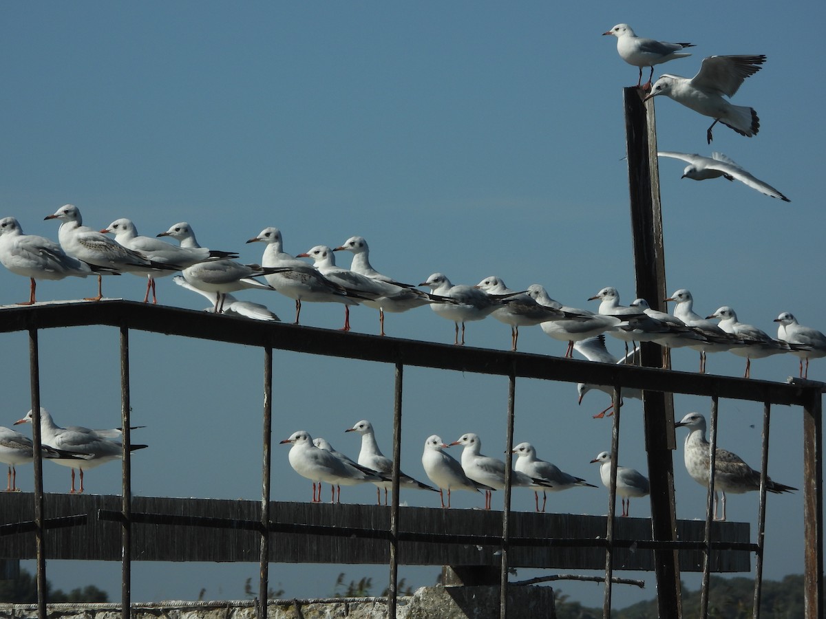 Black-headed Gull - ML641846586