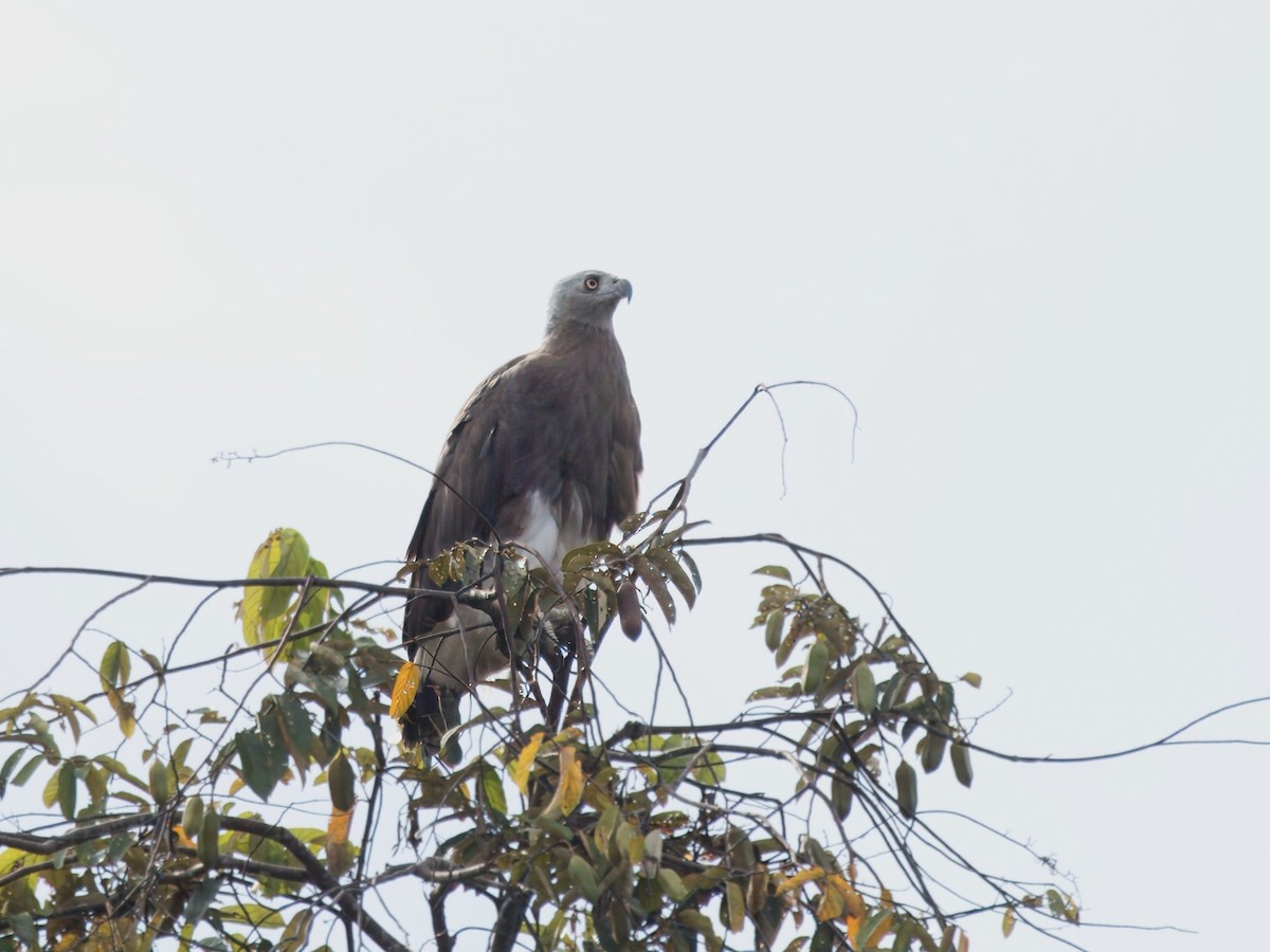 Gray-headed Fish-Eagle - ML641846589