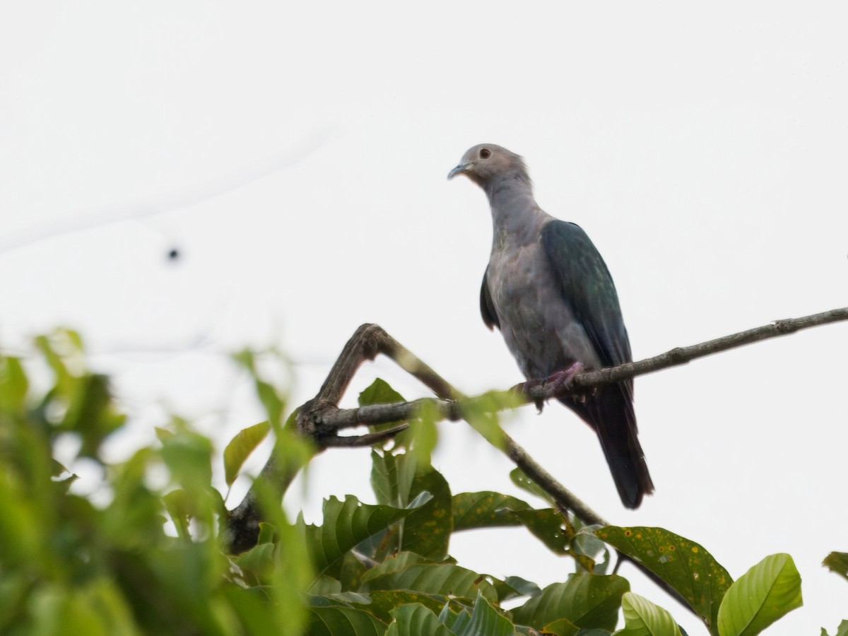 Green Imperial-Pigeon - ML641846592