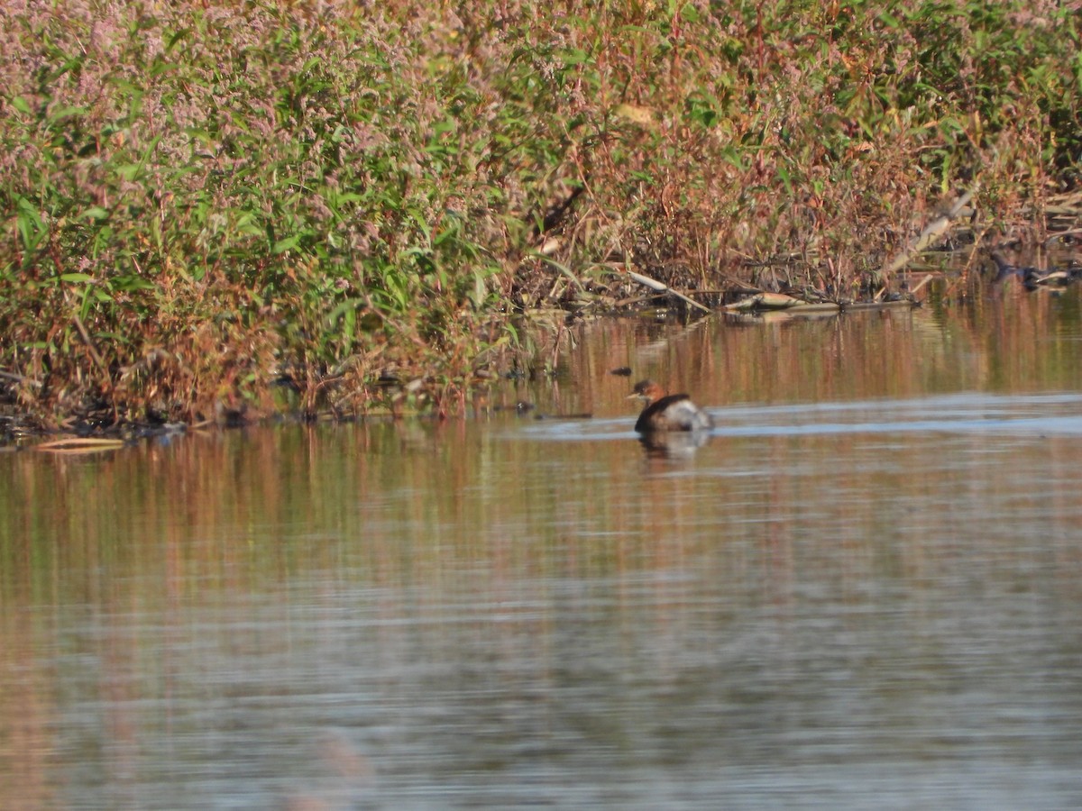 Little Grebe - ML641846598