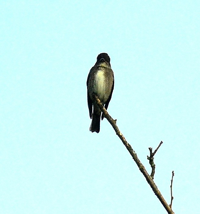 Olive-sided Flycatcher - ML641846600