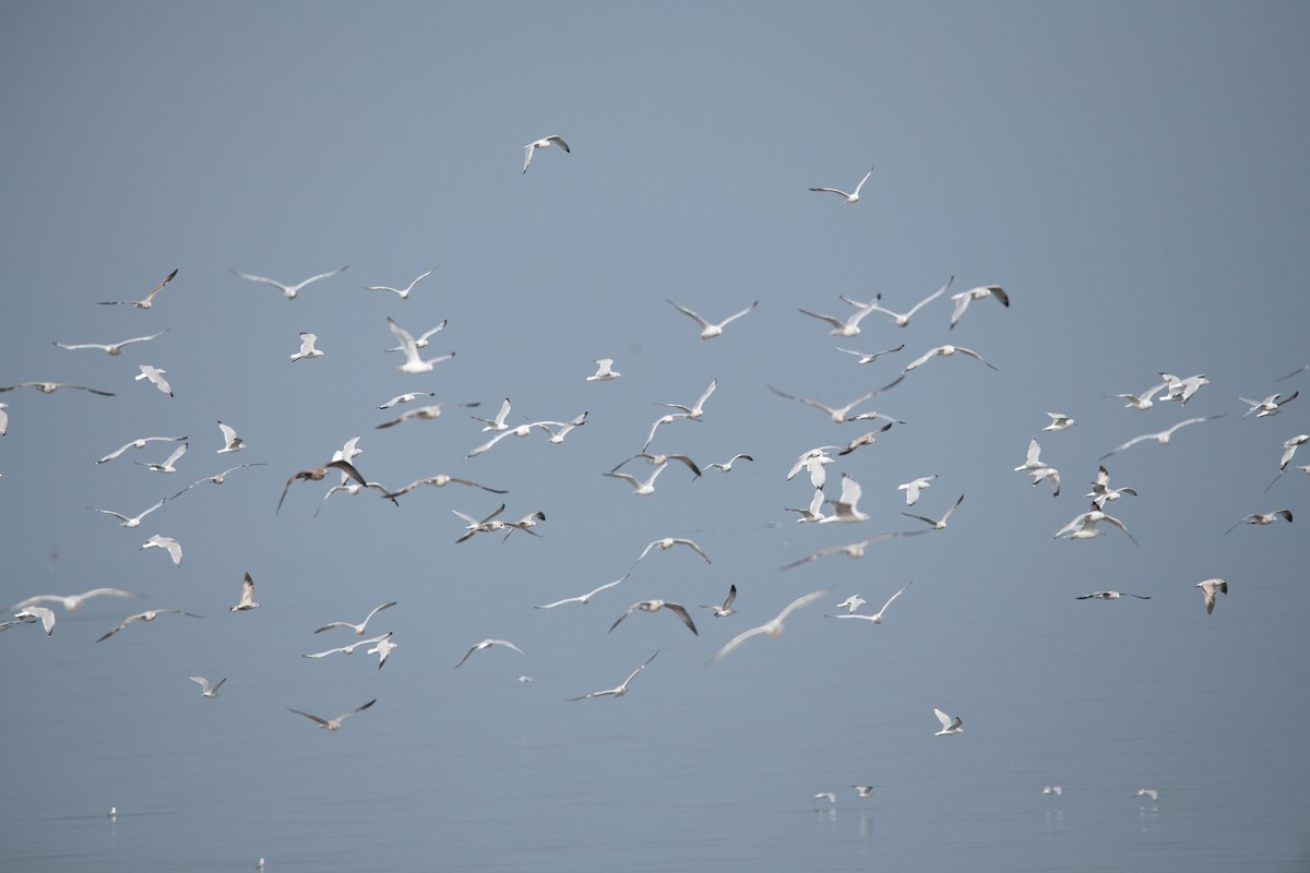 Möwe, unbestimmt - ML641846602