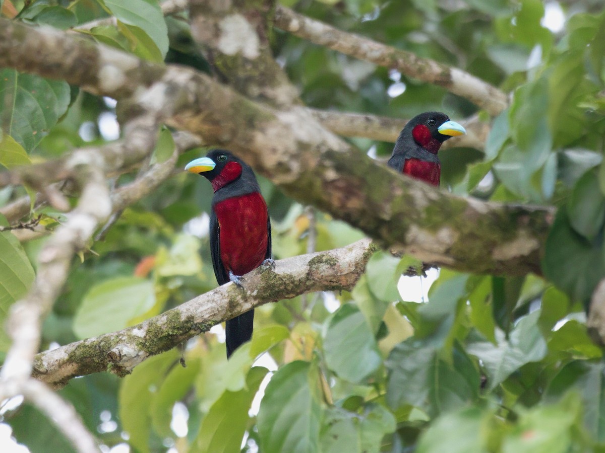 Black-and-red Broadbill - ML641846606
