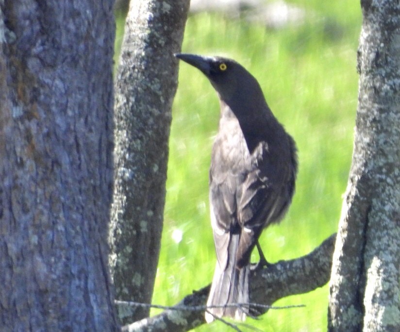 sotkurrawong (versicolor/plumbea) - ML641846607