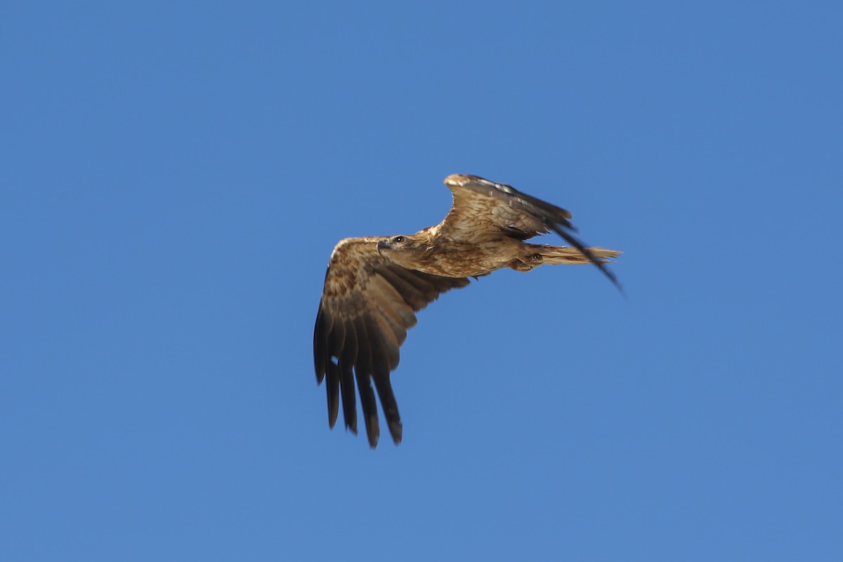 Whistling Kite - ML641846609