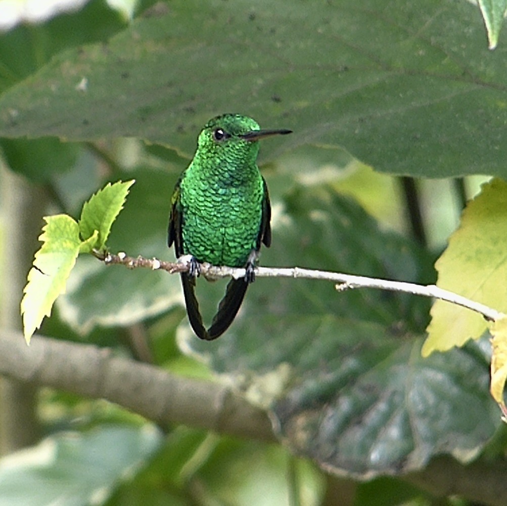 Copper-rumped Hummingbird - ML641846615