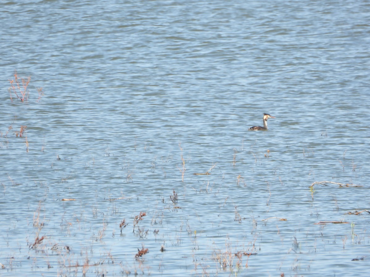 Great Crested Grebe - ML641846622