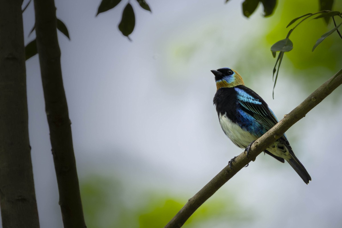 Golden-hooded Tanager - ML641846641