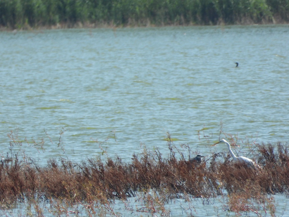 Great Egret - ML641846643