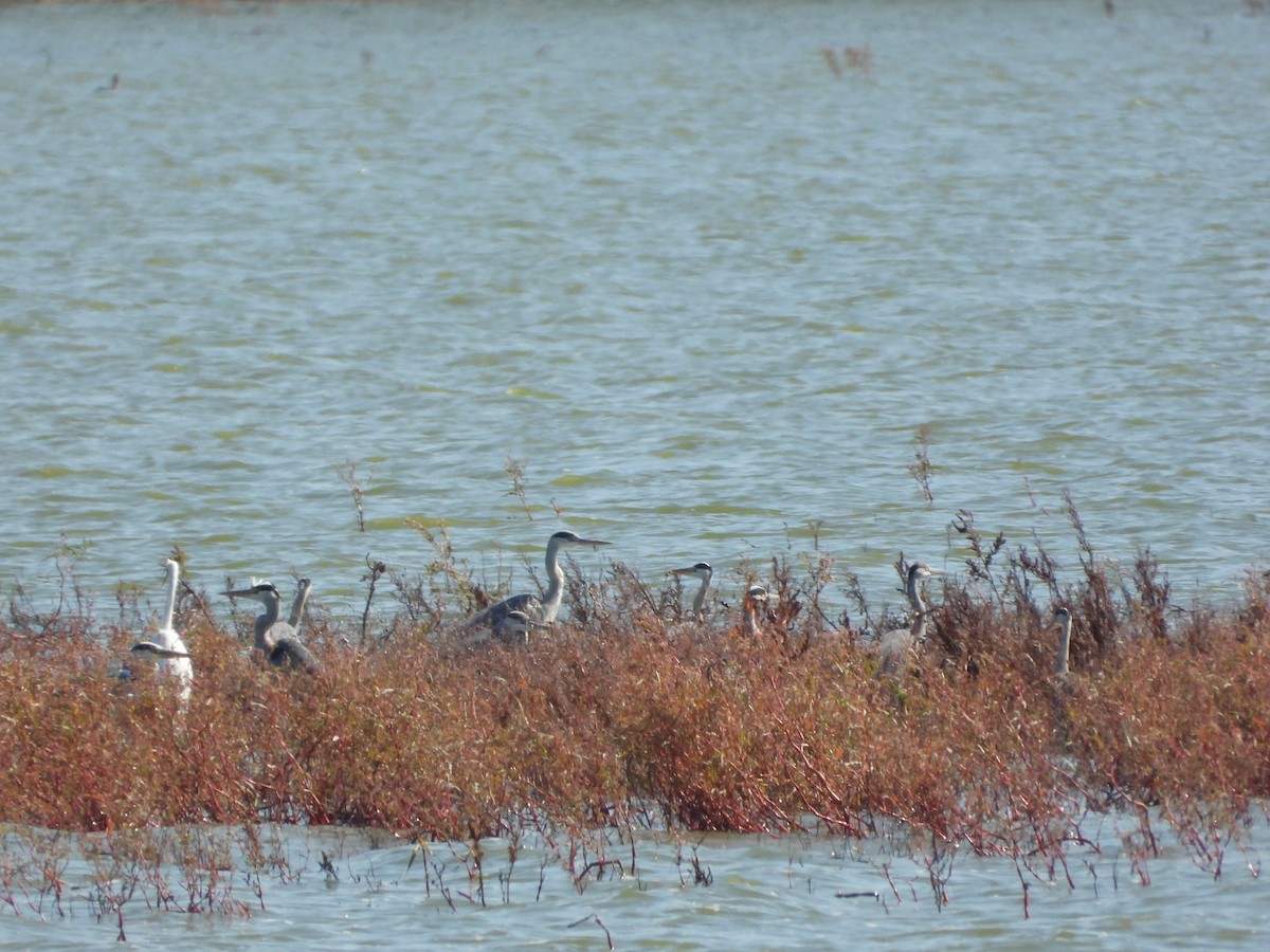 Gray Heron - ML641846648