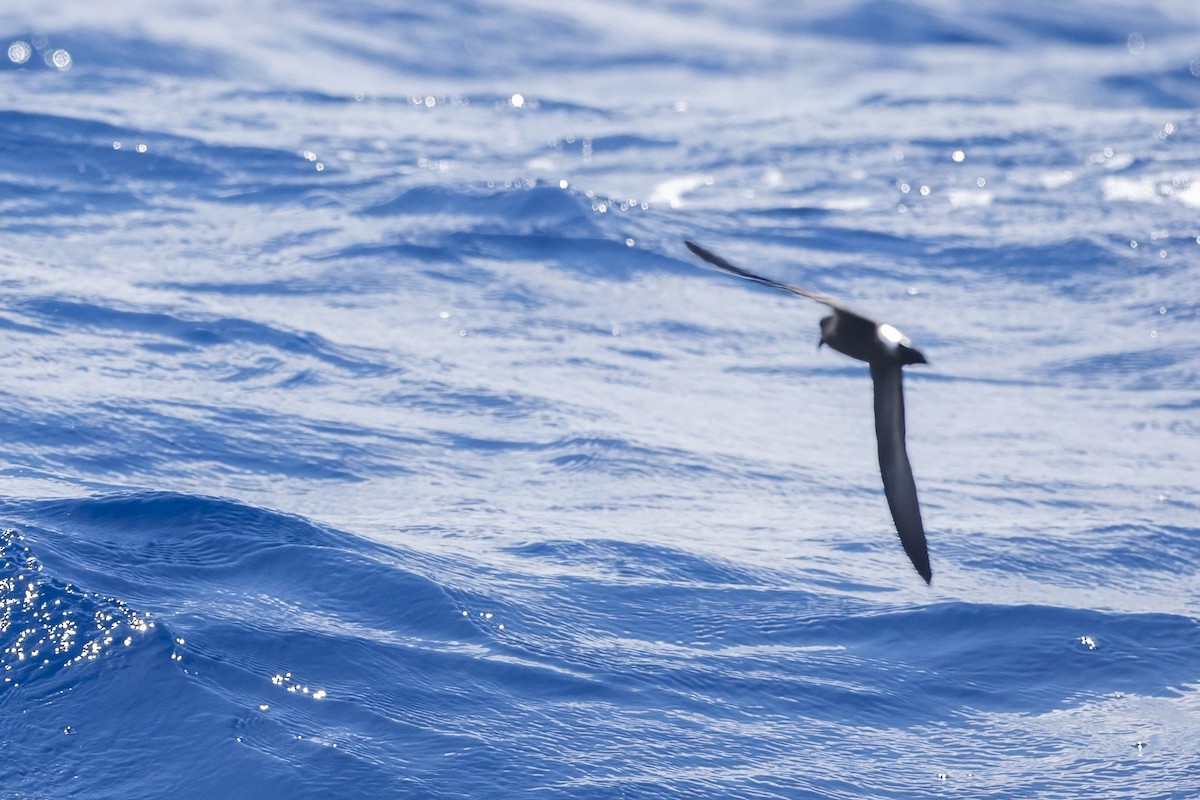 Band-rumped Storm-Petrel - ML641846664