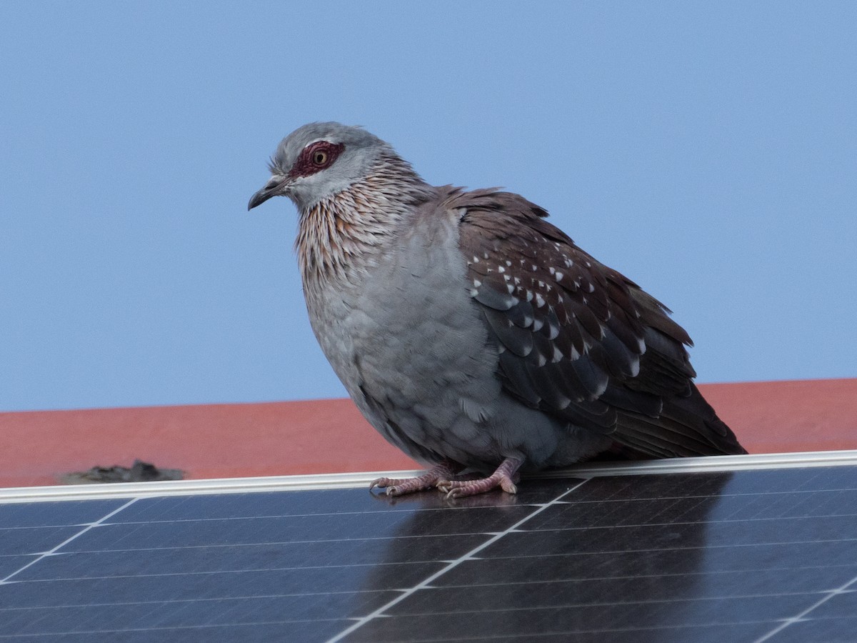 Speckled Pigeon - ML641846682