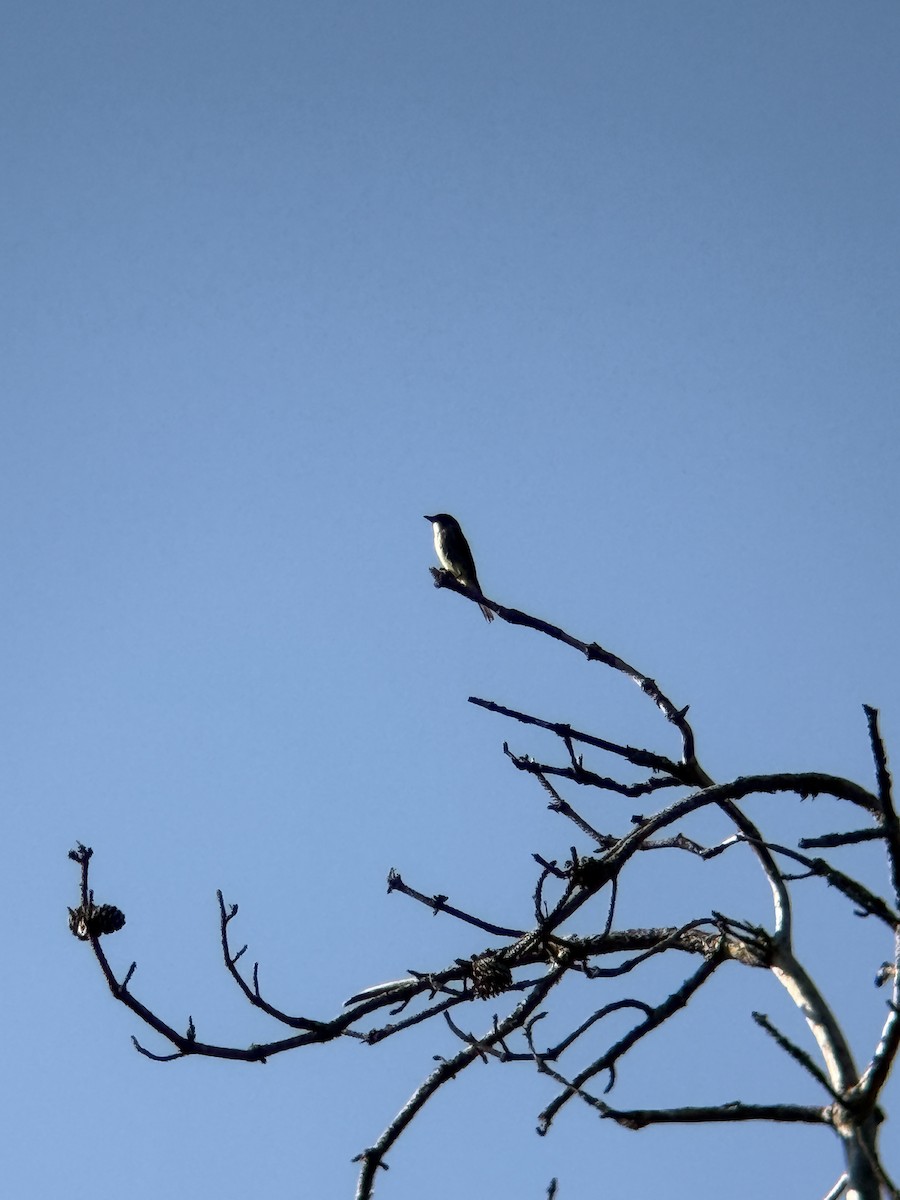 Olive-sided Flycatcher - ML641846683