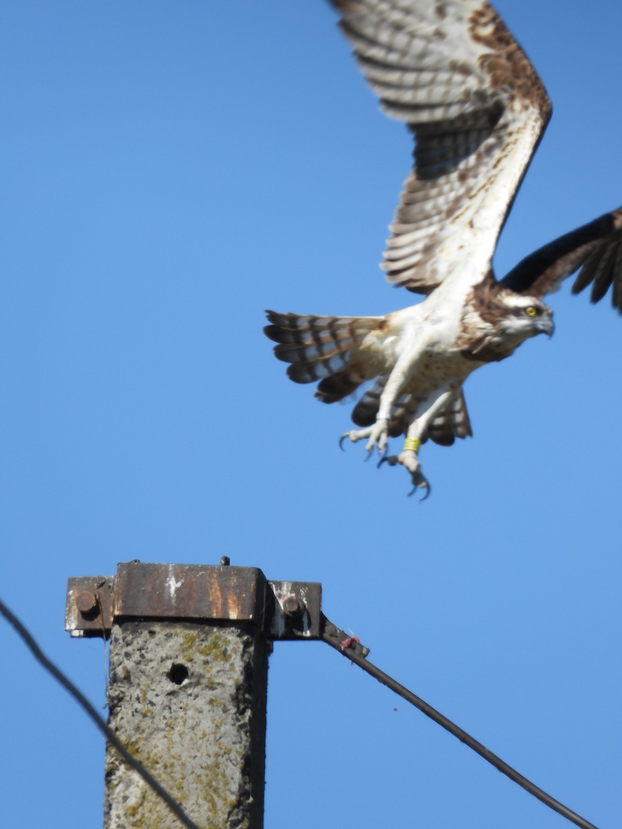 Osprey - ML641846684