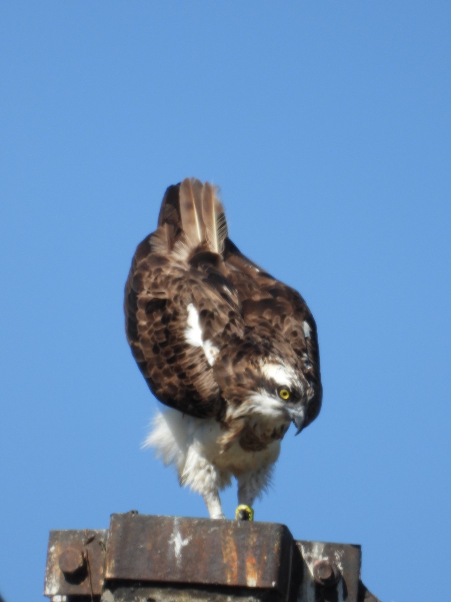 Osprey - ML641846685