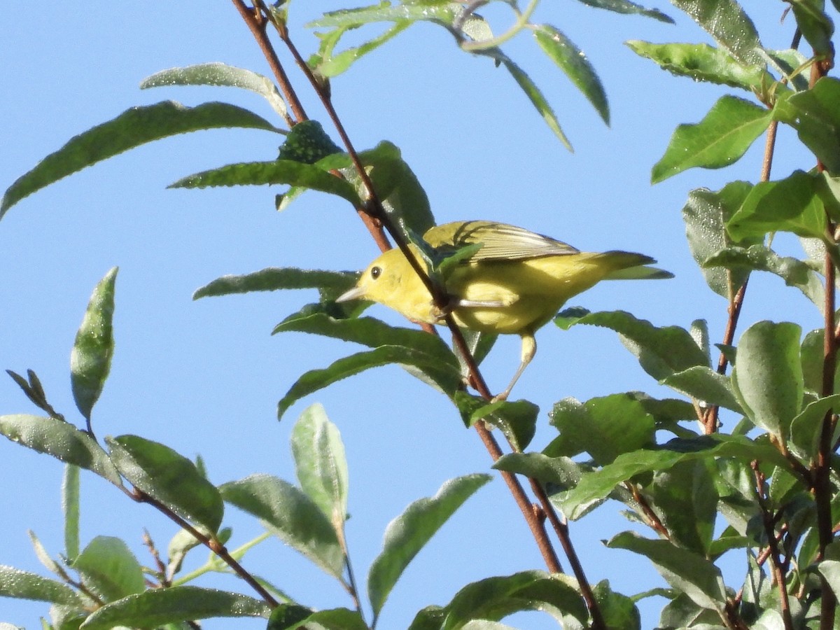 Yellow Warbler (Northern) - ML641846702
